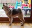 Puffin at 12 wks
