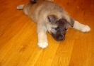 Pups at 7 weeks old