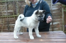 Puppies at 9 weeks old