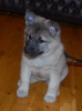 Blue Puppy at 8 weeks