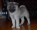 Torfi Puppy RED at 8 weeks